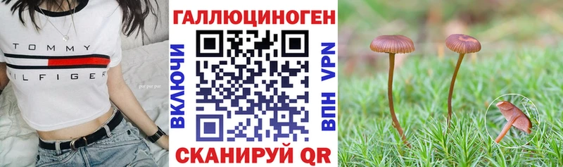 Псилоцибиновые грибы Cubensis  Ветлуга 